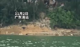 清远爆料视频,真实事件引发社会关注