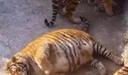 老虎爆料十三哥视频,老虎爆料视频背后的惊人真相